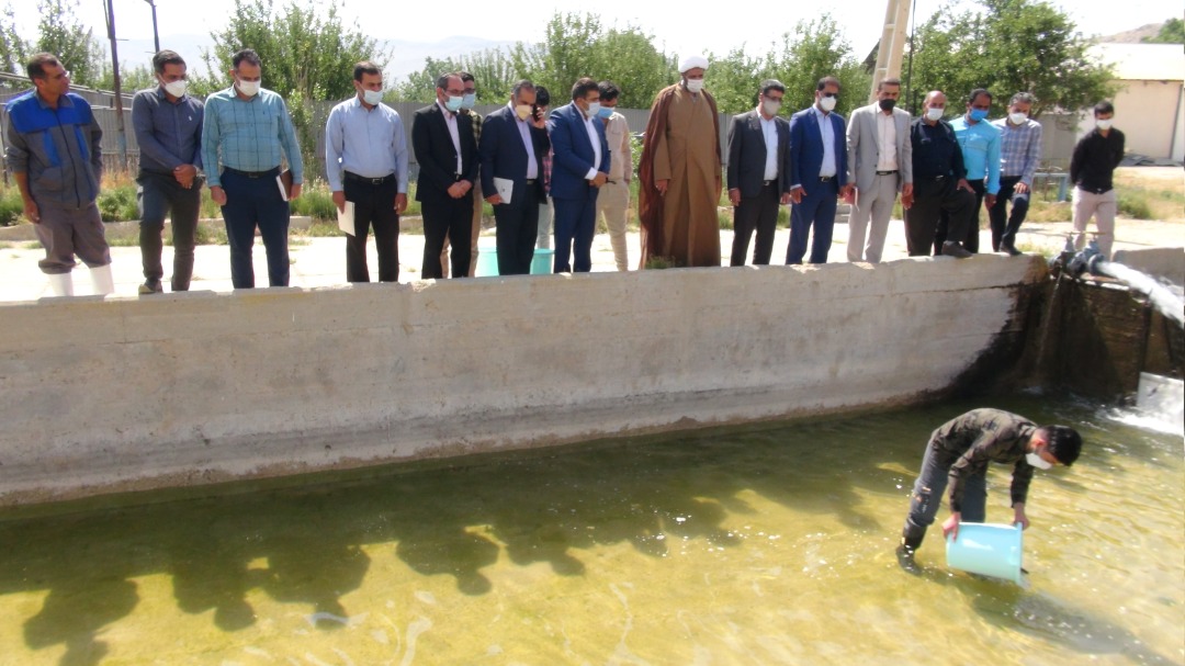 انتقال دو هزار بچه ماهی به حوضچه های آموزشی/ کهگیلویه وبویراحمد سومین استان تولید کننده ماهیان سردآبی
