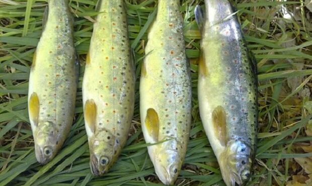 تولید ماهی قزل آلا در کهگیلویه و بویراحمد به ۲۲ هزار تن رسید