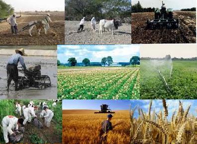اطلاعات دقیق سرشماری زمینه ساز توسعه بخش کشاورزی