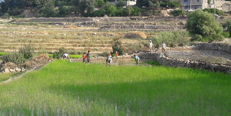 عدم حمایت وبرنامه ریزی برای نشا کاری برنج در لوداب / جهاد کشاورزی در عمل حامی کشاورزان باشد